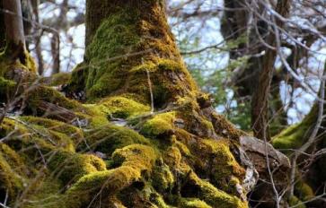 7 Roots With Healing Properties: Moringa & More!