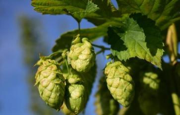 Mother Earth's Medicine Cabinet: The Benefits of Hops