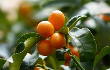Superfood 101: Fun Healthy Facts About Kumquats!