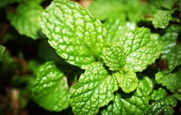 Superfood 101: Peppermint!