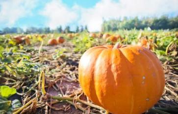Fun, Festive Fall Activities for the Whole Family