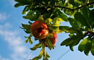 Pomegranate Tree Care - How To Get The Best Out Of Them