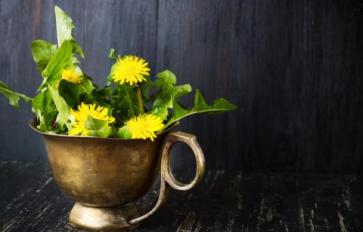 4 Ways To Use Dandelion Flowers: Oil, Salve, Tea & Syrup