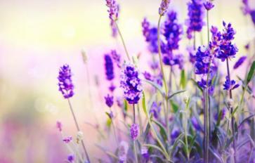 5 Lovely Uses For Lavender: Elixirs, Skin Scrubs & More