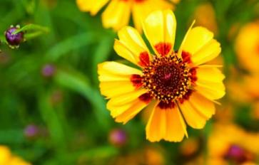 Your Guide To Summer Flowers: Coreopsis