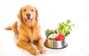 Try These 8 Healthy Pet Treats