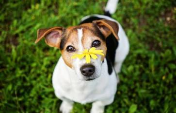 Combat Your Dog’s Allergies The Natural Way