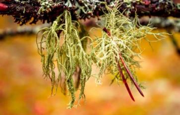 Mother Earth's Medicine Cabinet:  Usnea - The Life Saving Lichen