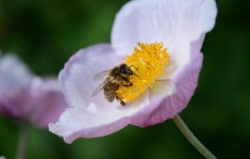 5 Ways To Help Protect Bees From Extinction