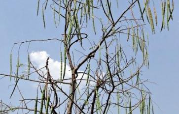 Moringa Oleifera: Nature's “Miracle Tree”