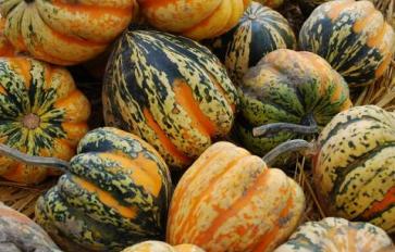 Your Fall Guide to Picking, Curing, and Storing Winter Squash