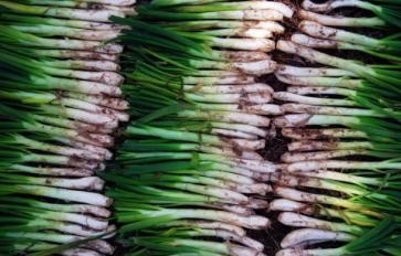 Taking The Wild Out of Wild Leeks: The Dangers of Overharvesting Ramps 