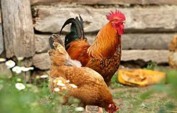  Living Off The Grid: 5 Best Backyard Chickens