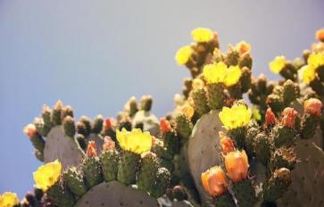 Mother Earth's Medicine Cabinet: Prickly Pear Cactus