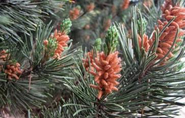 Mother Earth's Medicine Cabinet: Healing Benefits Of Pine Pollen