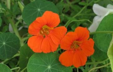 Garden Of Garnish: Edible Flowers To Sow This Spring