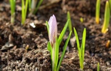 Fertilize Your Plants For Spring—Naturally