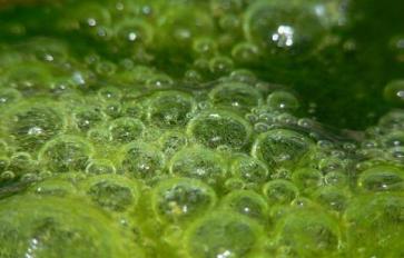 Growing Spirulina: A How-To