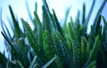 Aloe Vera: Refresh Inside and Out