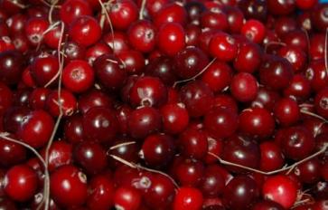 Try Juicing This: Cranberries