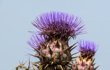 Superfoods 101: The Health Benefits Of Cardoons