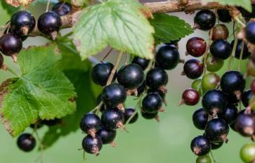 Superfood 101: The Health Benefits Of Black Currants