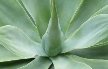 Superfood 101: The Agave Plant & Its Uses!