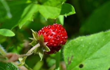 Gardening: Feed Your Body, Feed Your Soul