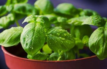 Basil: For You And Your Garden