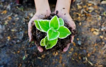 The Good Gardener: Organic Pesticides & Fertilizers 