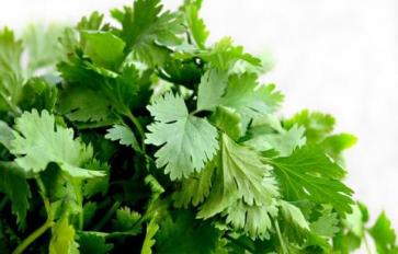Clean Living with Cilantro