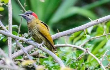 Finding Balance: Ecotourism & Biodiversity In Costa Rica