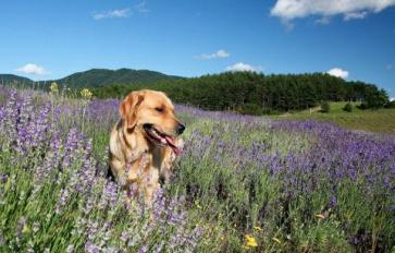 Are Your Essential Oils Safe For Your Pet? 