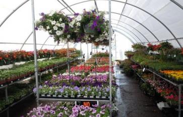 Where To Shop: Buying Untreated Plants