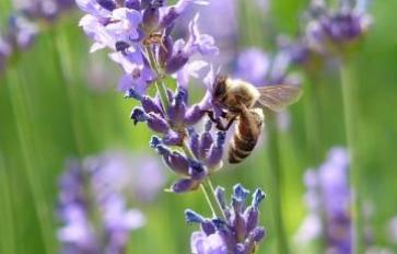 7 Incredible Healing Benefits Of Lavender Essential Oil