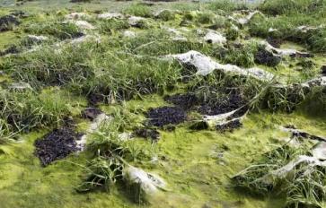 Algae: It's More Than You Think