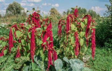 Your Guide To Summer Flowers: Amaranth
