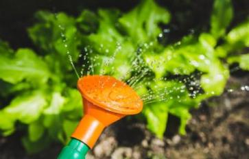 From The Gardener: Joyful Organic Gardening Tricks