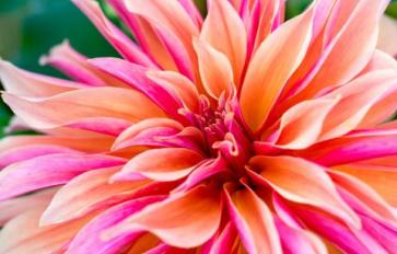 The Best Big Blooms For Your Garden