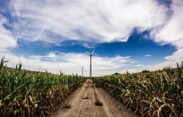 What Are Energy Crops?