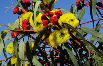Essential Oils: Eucalyptus Oil For Immunity & Consciousness 