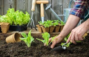 Gardening By Month: June