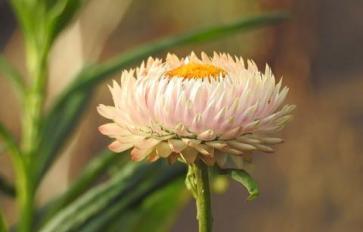 Essential Oils: 7 Incredible Uses For Helichrysum 