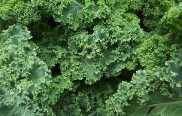 Healthy Dish: Mediterranean Kale Salad