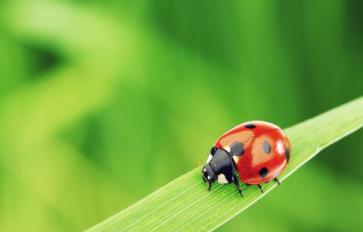 How To Attract Ladybugs To Your Garden
