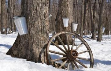Living off the Grid: Syrup Season - Tree Tapping 101