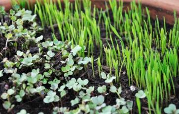 Organic Home Gardening Series: 8 Easy to Grow Edible Microgreens
