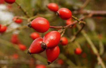 Why Rosehip Oil Should Be Your New Miracle Cream