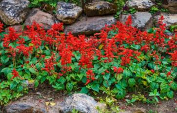 Your Guide To Summer Flowers: Scarlet Sage