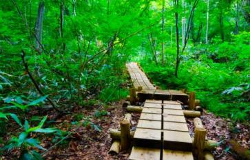 Forest Bathing For Everyone